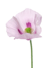 Fototapeta premium Poppy flower isolated on white background. Single pink opium poppy. Papaver somniferum. Clipping path.