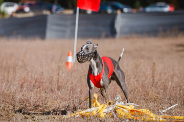 The Race of greyhound whippet. Field coursing competition