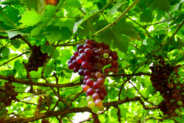 bunch of grapes on the vine