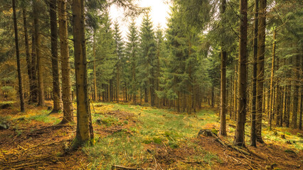 Fototapeta na wymiar Lichtung in Fichtenwald in Deutschland - Thüringer Wald - Rennsteig