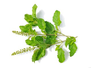 Holy basil, Sacred basil, Ocimum tenuiflorum,Shyama tulsi,Rama tulsi,the queen of herbs,Sacred tree for worshiping deities, plants with a pungent odor Spicy flavor, Spices for Thai food - obrazy, fototapety, plakaty