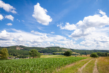 Landschaft mit Maisfeld im Sommer