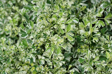 Light green and white leaves, beautiful texture and background.