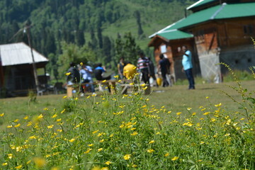 children playing in a field