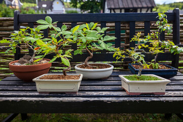 Bonsai Pflanzen auf Holzbank