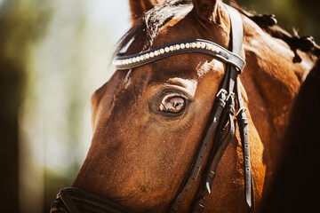 Portrait of a beautiful bay horse with a bridle on its muzzle on a sunny summer day. Equestrian...
