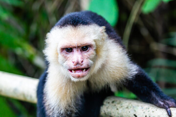 capuchin monkey