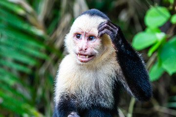 Fototapeta premium capuchin monkey