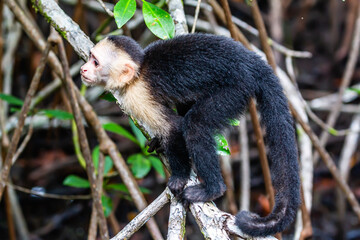 capuchin monkey