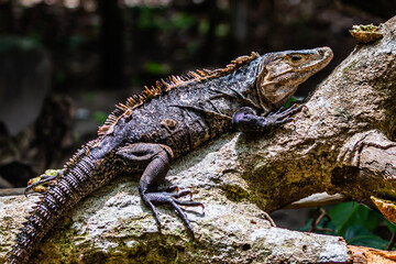 iguana on a tree