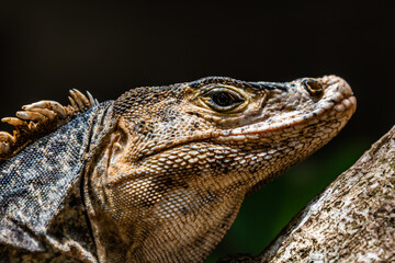 close up of iguana