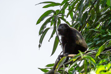 Howler Monkey