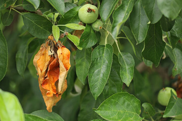 Diseases of fruit trees. Dried leaves on a apple tree.