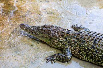 The salt crocodile is stay near the river