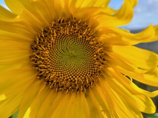 Obraz premium sunflower