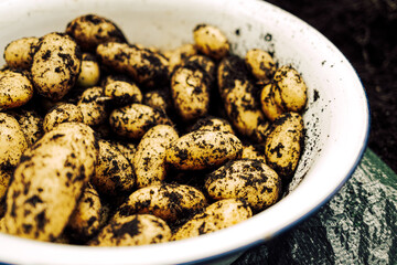 harvested potatoes