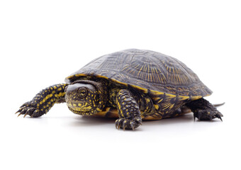 Obraz premium Wild black turtle.