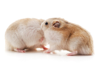 Two white hamster.