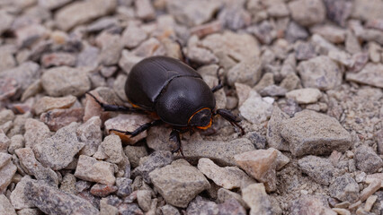 One black beetle.