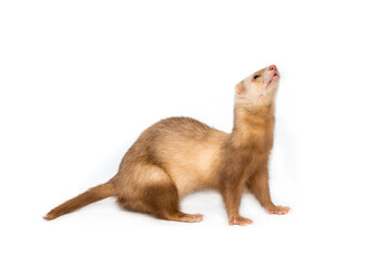 Ferret on a white background is insulated. Light color of the pet. Ermine, weasel, marten.