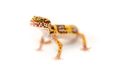 Lizard Eublefar on a white background. Exotic animal as a pet.