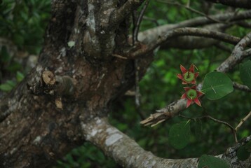 Closeup of a mangrove tree with two fruits growing from its branch