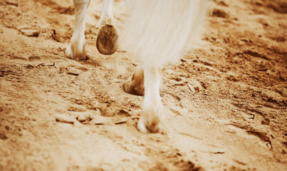 A beautiful white elegant horse with a long tail steps with unshod hooves on a sandy arena. Equestrian life.