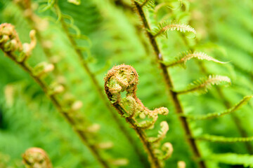 Fronds of a fern plant unfurling in spring