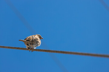 Santorini sparrow on a wire