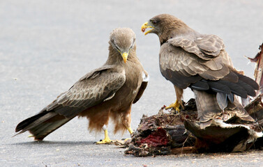 Yellow-billed Kite feeding from a carcass, Kruger National Park, South Africa