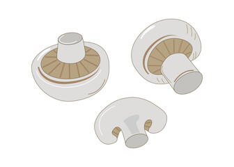 Edible mushrooms, champignons. The food is vegetarian, dietary, vegetable. Vector illustration, background isolated.