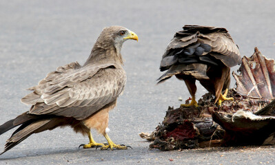Yellow-billed Kite feeding from a carcass, Kruger National Park, South Africa