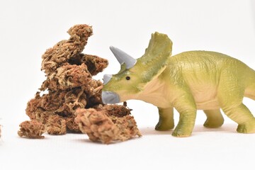 Triceratops dinosaur toy and dried plant on white background © Alysha Murphy/Wirestock Creators