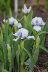 Obraz premium flowers blooming in the garden