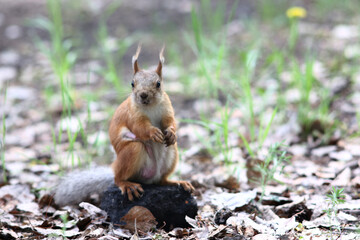 cute squirrel standing on a stone in grass in the park