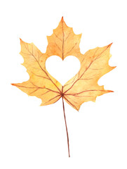 Yellow watercolor fall maple leaf with heart cutout illustration isolated on white background. Holiday autumn design for poster, print, greeting card