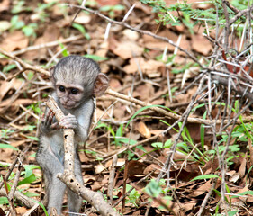 Baby Vervet Monkey, Kruger National Park, South Africa