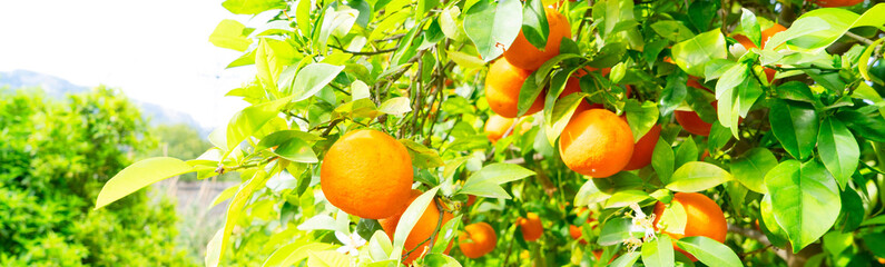 Orange garden with friuts