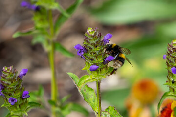 Bumble bee on selfheal lawn weed plant with purple flowers.