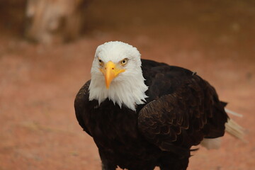 pigargue