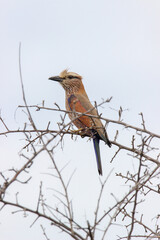 Purple Roller, Kruger National Park, South Africa