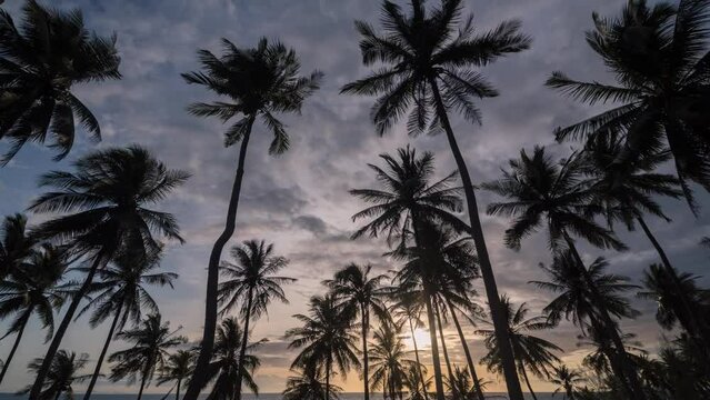 Timelapse of Colorful Sunset sky and clouds with coconut palm trees in Phuket Thailand Nature background Coconut palm trees blow in wind