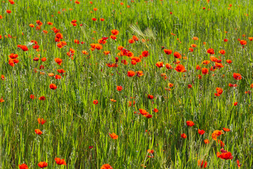 Fototapeta premium Champ de coquelicots // poppy field