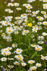 Marguerites dans un champ // Daisies in a field