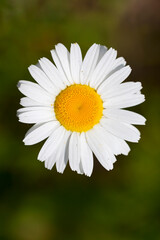 Fototapeta premium Marguerite // daisy