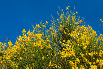 Fleurs sauvages jaunes // yellow wild flowers