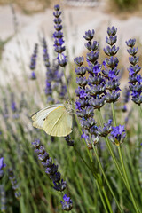 Fleur de lavande et papillon jaune // Lavender flower and yellow butterfly