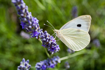 Fleur de lavande et papillon jaune // Lavender flower and yellow butterfly