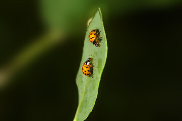 A pair of ladybugs on a green leaf of a plant, against a green blurred background