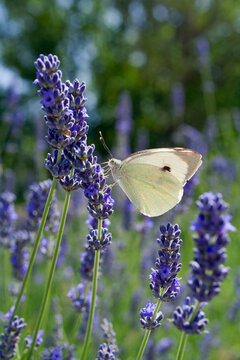 Fleur de lavande et papillon jaune // Lavender flower and yellow butterfly,